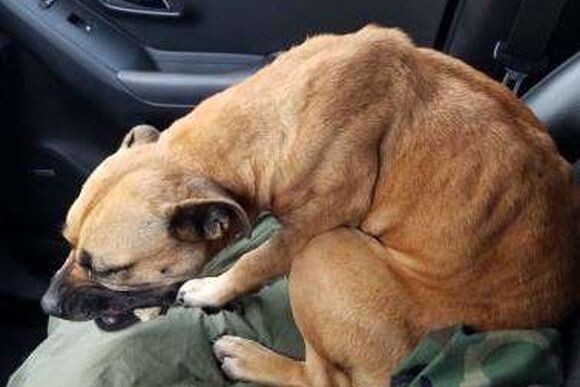 車を停車させゴミ捨てから戻ると ガリガリに痩せた犬が助手席に座っていた ここから始まる犬の物語 アメリカ ニコニコニュース