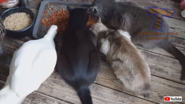 こんな組み合わせもアリ 仲が良いのか気にしてないのか 異種動物たちの触れ合いシーン総集編 爬虫類出演中 ニコニコニュース こんな組み合わせもアリ 仲が良いのか気にしてないのか 異種動物たちの触れ合いシーン総集編 爬虫類出演中 ニコニコニュース