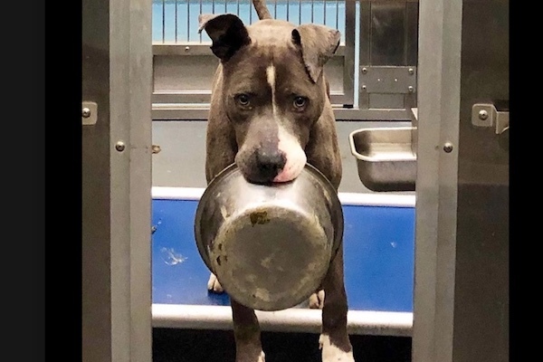 えさを待ってボウルをくわえ続ける捨て犬の写真が拡散 ネットの力で殺処分を免れる ニコニコニュース えさを待ってボウルをくわえ続ける捨て犬の写真が拡散 ネットの力で殺処分を免れる ニコニコニュース