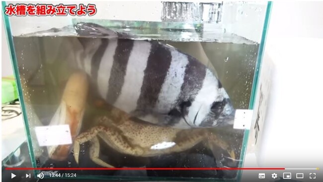 生き物が可哀想 魚で遊んでるだけ 人気youtuberのアクアリウム作りが 悪意しか感じない と炎上する ニコニコニュース 生き物が可哀想 魚で遊んでるだけ 人気youtuberのアクアリウム作りが 悪意しか感じない と炎上する ニコニコニュース