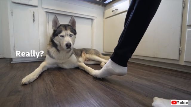 かまってほしいならそう言えばいいのに ゴハン心の声 ついうっかりハスキーの足を踏んでみた件について ニコニコニュース