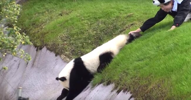 下行くのー 飼育員さんの制止を振り切ってお堀に降りたパンダの赤ちゃん しかしすぐに 助けてー と泣きついてくる姿が ニコニコニュース