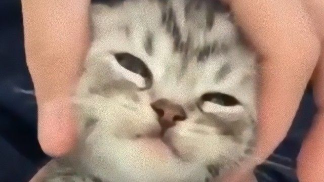小さなお顔を包むとぷるぷる こねこね 子猫の安心しきった表情の可愛さにreddit民悶絶 ニコニコニュース