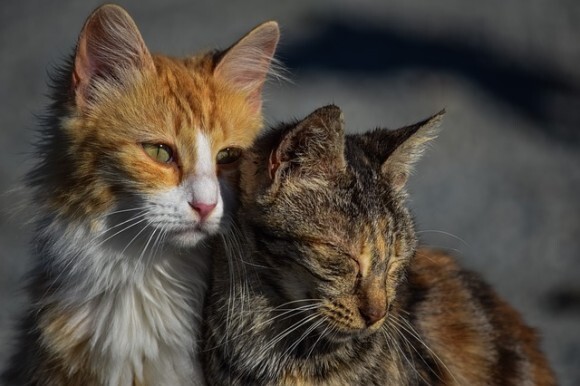 猫は完全室内飼い 吠える犬は撤収し飼い主を処罰 西オーストラリア州で新たな法律の導入を検討 ニコニコニュース