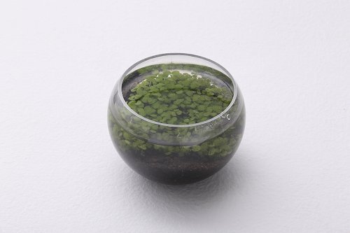 水草アクアリウムがガチャガチャに 鉢から種まで全部付きで 値段は1回300円 ニコニコニュース