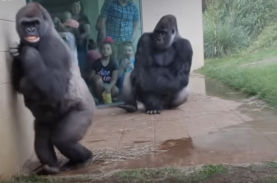 やだ 濡れちゃう 雨が苦手なゴリラたちの行動がまるで女子のようだと話題に ニコニコニュース