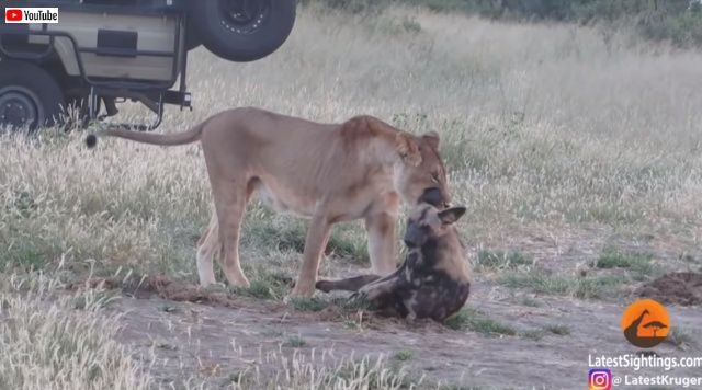 えっ まさか生きていたの 決死の 死んだふり でまんまとライオンから逃れたリカオン ニコニコニュース えっ まさか生きていたの 決死の 死んだふり でまんまとライオンから逃れたリカオン ニコニコニュース