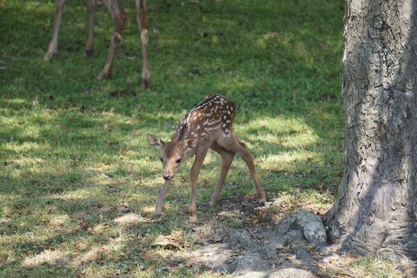 子鹿には絶対に触らないで 奈良公園でのマナー呼びかけに 初めて知りました の声 ニコニコニュース