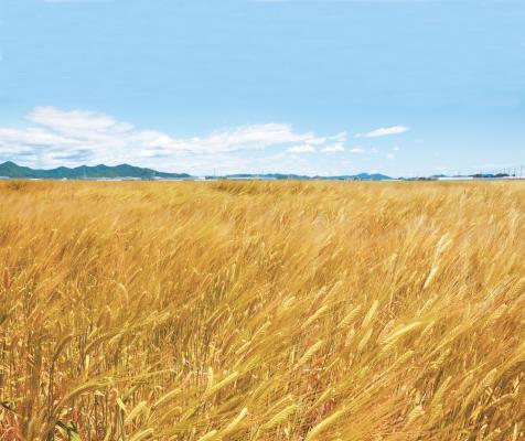 大麦工房ロア ６月６日は大麦の日 新麦を使った麦茶をふるまう 大麦の日キャンペーン 開始 ニコニコニュース