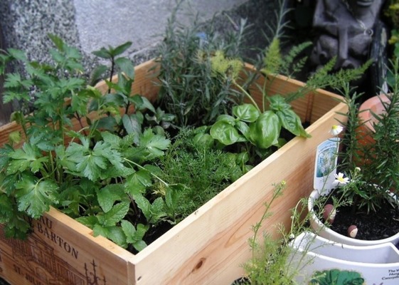 虫除け効果のある植物を育てよう 環境や体に優しく防虫対策できちゃう ニコニコニュース 虫除け効果のある植物を育てよう 環境や体に優しく防虫対策できちゃう ニコニコニュース