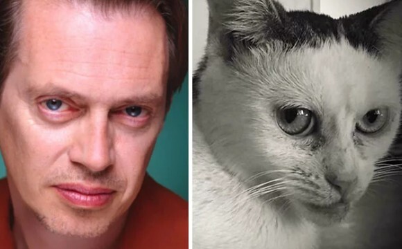 アメリカの個性派俳優 スティーヴ ブシェミにそっくりな猫が幸せになるまでの物語 アメリカ ニコニコニュース アメリカの個性派俳優 スティーヴ ブシェミにそっくりな猫が幸せになるまでの物語 アメリカ ニコニコニュース