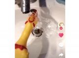 グエェーーッ と鳴くおもちゃのチキン 水を飲ませながら鳴かせると ニコニコニュース グエェーーッ と鳴くおもちゃのチキン 水を飲ませながら鳴かせると ニコニコニュース