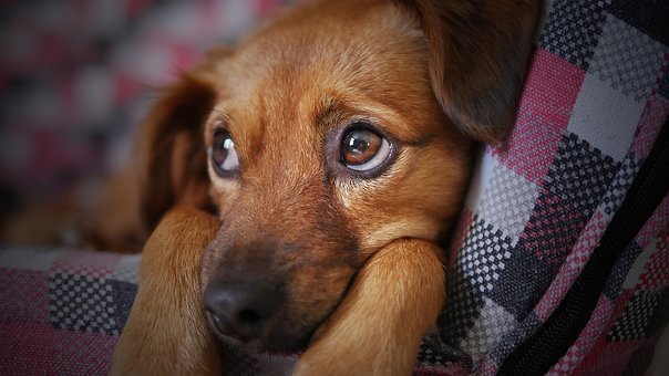 飼い主がストレスを感じると犬のストレスレベルも上昇する ニコニコニュース