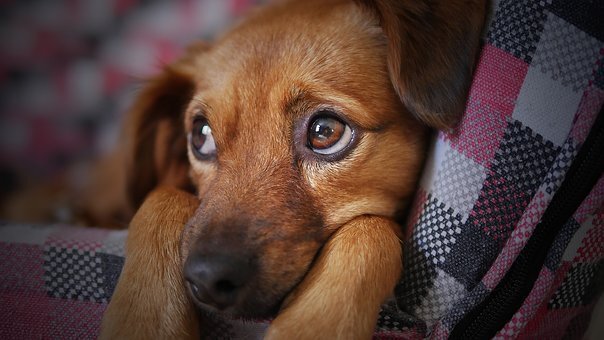 飼い主がストレスを感じると犬のストレスレベルも上昇する ニコニコニュース 飼い主がストレスを感じると犬のストレスレベルも上昇する ニコニコニュース