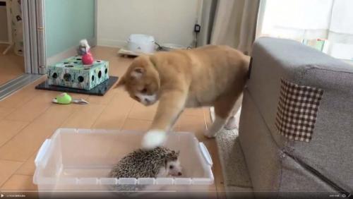 猫がハリネズミをちょっただけ触って立ち去る衝撃動画に トゲが丁度いい刺激なのかな 触り方わろた の声 ニコニコニュース