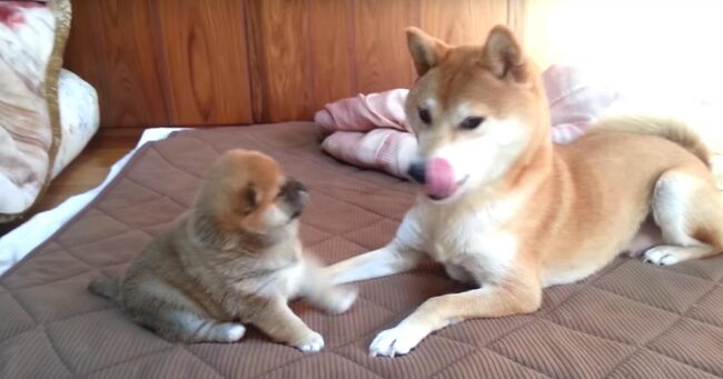 ママに 届かないパンチをしまくる柴犬の子犬が可愛すぎると話題に ある意味最強のパンチに完全にノックアウトされた笑 ニコニコニュース