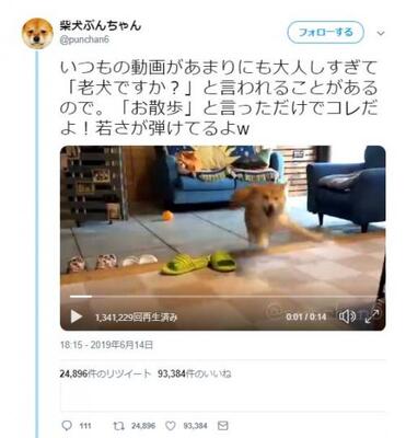 柴犬に お散歩 と伝えた結果 早送りではないですよね 喜びが過ぎる ニコニコニュース