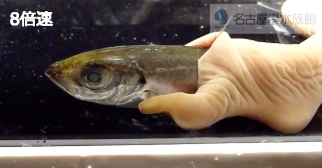 キモすぎて年以上名古屋港水族館のバックヤードで飼われていた 生きている腸 のような生物 公開したらまさかの大人気に ニコニコニュース
