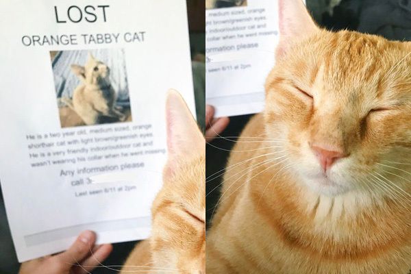 行方不明だった飼い猫 ちょっと汚れたけど無事に帰ってきました ニコニコニュース 行方不明だった飼い猫 ちょっと汚れたけど無事に帰ってきました ニコニコニュース