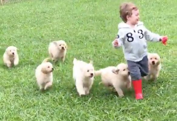 しあわせが止まらない ゴールデンの子犬たちと小さな男の子のモフモフ追っかけっこ ニコニコニュース