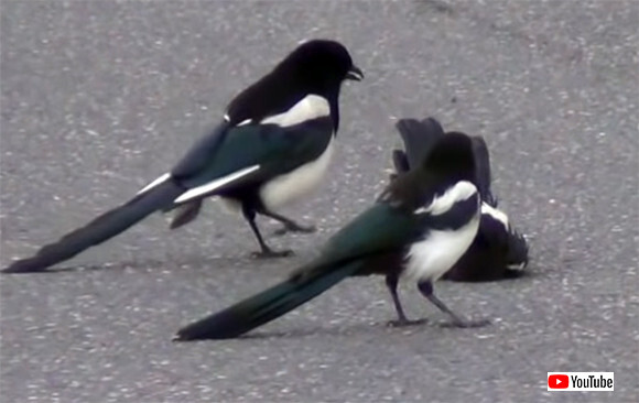 良かった 生き返った 失神して動かなくなった仲間を何とか助けようとするカササギたち カナダ ニコニコニュース