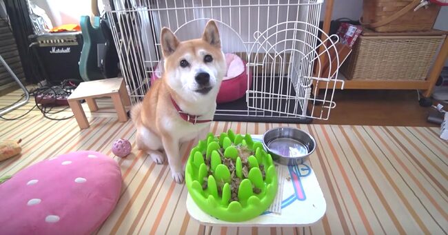 何なのこれー 柴犬に 早食い防止皿 でエサをあげたら 聞いたことの無いような悲しい声を出したと話題に ニコニコニュース