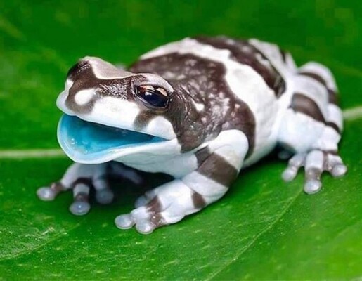 いやんかわいい 水色の唇と十字目 迷彩柄を持つアマゾンミルキーフロッグ ジュウジメドクアマガエル ニコニコニュース いやんかわいい 水色の唇と十字目 迷彩柄を持つアマゾンミルキーフロッグ ジュウジメドクアマガエル ニコニコニュース