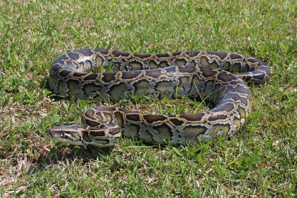 ペットの巨大ニシキヘビ 飼い主を絞殺 そのきっかけに驚きと疑問の声 ニコニコニュース