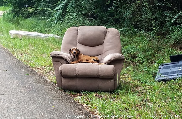 不要な家具と一緒に捨てられた子犬 廃棄されたソファの上で飼い主が戻ってくるのを待ち続ける アメリカ ニコニコニュース 不要な家具と一緒に捨てられた子犬 廃棄されたソファの上で飼い主が戻ってくるのを待ち続ける アメリカ ニコニコニュース
