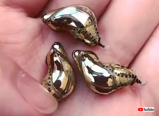 お宝発見 と思いきや 黄金に輝くその物体は蝶のサナギだった 蝶一族出演中 ニコニコニュース お宝発見 と思いきや 黄金に輝くその物体は蝶のサナギだった 蝶一族出演中 ニコニコニュース