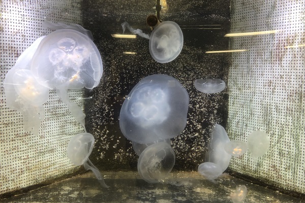一歩間違えれば地獄絵図 クラゲの水槽を守る飼育員さんに苦労話を聞く ニコニコニュース 一歩間違えれば地獄絵図 クラゲの水槽を守る飼育員さんに苦労話を聞く ニコニコニュース