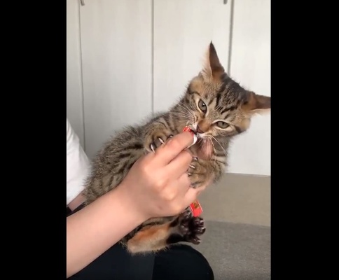 絶対離さないニャ ちゅ るをキメた子猫 猛獣のような目つきになってしまう ニコニコニュース 絶対離さないニャ ちゅ るをキメた子猫 猛獣のような目つきになってしまう ニコニコニュース