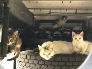 子猫可愛い と思ったら トラックの下で猫一家が団らん中 ニコニコニュース 子猫可愛い と思ったら トラックの下で猫一家が団らん中 ニコニコニュース