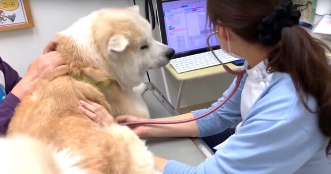 病院にきた秋田犬がまさかの大喜び 綺麗な女医さんに恋する秋田犬が可愛すぎ ニコニコニュース 病院にきた秋田犬がまさかの大喜び 綺麗な女医さんに恋する秋田犬が可愛すぎ ニコニコニュース