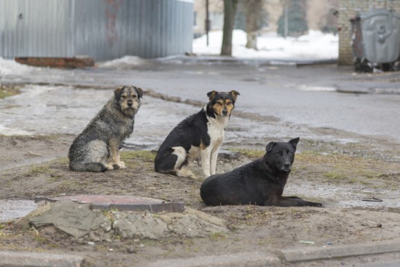 茂みに捨てられていた人間の赤ちゃんを助けが来るまで守り抜いた4匹の野良犬 インド ニコニコニュース