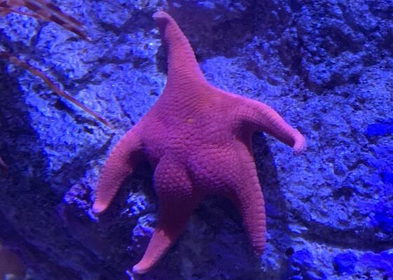 セクシーすぎるヒトデが激写されコラ祭りに ニコニコニュース