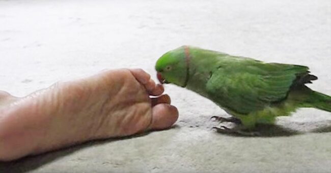 足の匂いを嗅いだインコの反応が可愛すぎる笑 面白すぎ 腹筋崩壊した などの声 ニコニコニュース