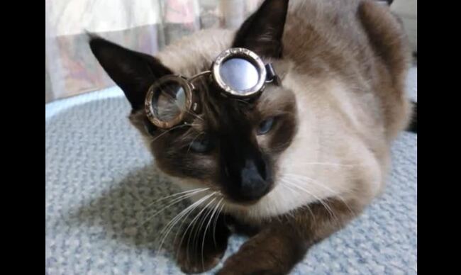 その佇まいはネコ飛行師団のエース パイロット スチームパンク風 の猫用ゴーグルを作ってみた ニコニコニュース その佇まいはネコ飛行師団のエース パイロット スチームパンク風 の猫用ゴーグルを作ってみた ニコニコニュース