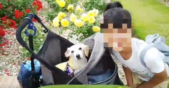 犬を飼いたいお友達へ 老いた愛犬の介護を通じて犬への接し方が変わった少女の言葉が話題に ニコニコニュース
