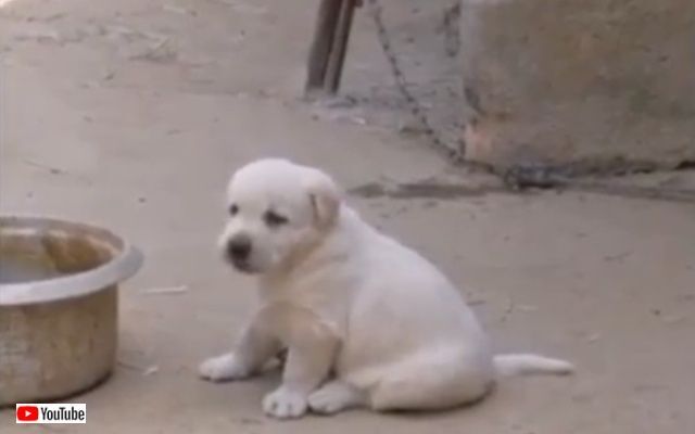 コケコッコー って えっ わんこ ニワトリそっくりに鳴く子犬 ニコニコニュース