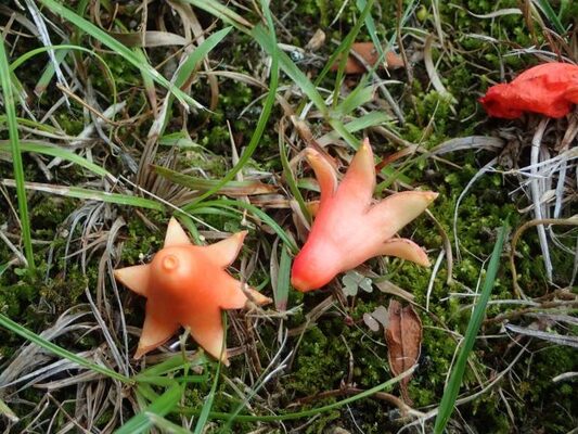 ザクロ ザクロの花とウインナー ミソハギ科ザクロ属 ニコニコニュース