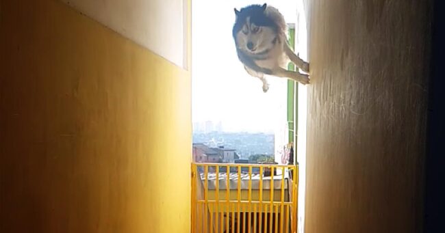 忍者犬だ 名前を呼んだら壁を走り 驚異的ジャンプで現れた犬がかっこよすぎると話題に ニコニコニュース
