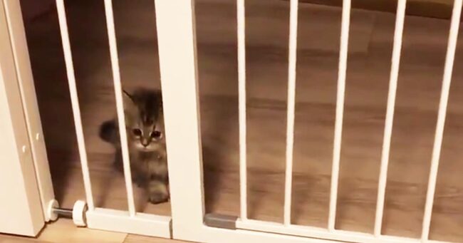 猫 が 見る 動画 忙しいときに大活躍 猫さまが喜ぶyoutube動画 3選 ネコーズブログ Stg Origin Aegpresents Com