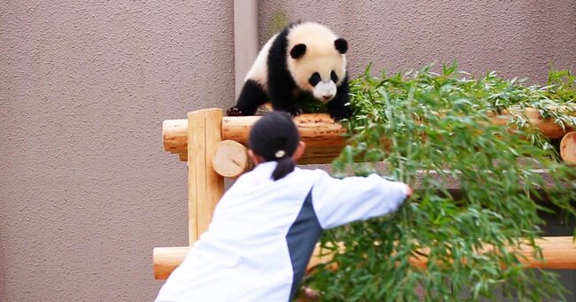 和歌山 平和すぎる世界 遊んで欲しいパンダの赤ちゃんと 掃除をしたい飼育員さんのバトルが癒されると話題に笑 ニコニコニュース