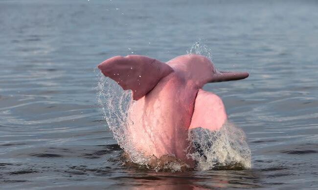 米ルイジアナ州で世にも珍しいピンクイルカの親子 ニコニコニュース