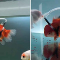 うまく泳げない金魚のために専用の 車椅子 を作ってあげた男性が話題に おかげでちゃんと泳げるようになる ニコニコニュース うまく泳げない金魚のために専用の 車椅子 を作ってあげた男性が話題に おかげでちゃんと泳げるようになる ニコニコニュース