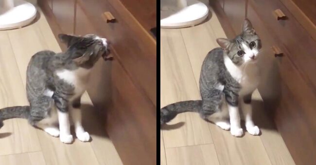 ん いや噛んでないし 猫が家具を噛むので怒ったら フェイントで取った行動に完全に騙された笑 ニコニコニュース