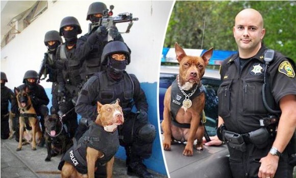 アメリカの警察 保護施設から引き取ったピットブルを訓練し K9 警察犬 として活躍の場を与える取り組み ニコニコニュース