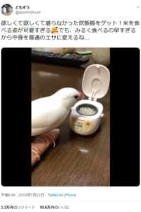 炊飯器からムシャムシャ直食い 白文鳥の食べっぷりに どっちも可愛い ニコニコニュース