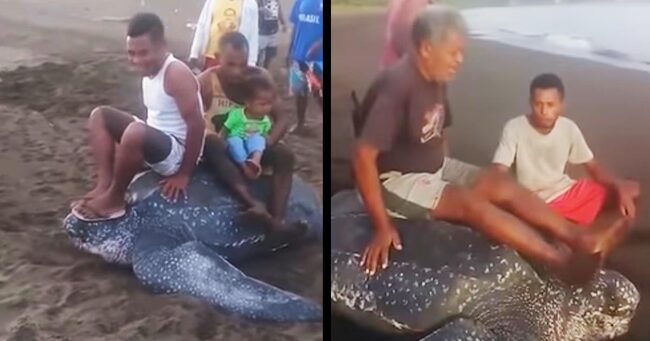 産卵後海に帰ろうとする絶滅危惧種の オサガメ に乗る人々の動画が物議 ニコニコニュース
